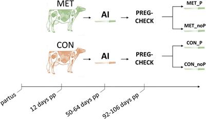 Endometrial DNA methylation signatures during the time of breeding in relation to the pregnancy outcome in postpartum dairy cows fed a control diet or supplemented with rumen-protected methionine